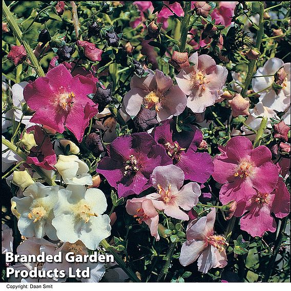 Verbascum phoeniceum (Hybrids)