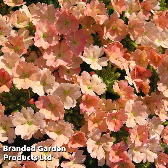 Verbena 'Peach Picotee'