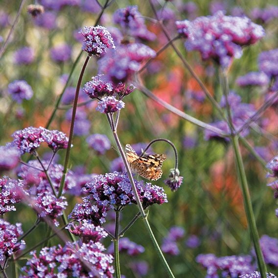 Verbena bonariensis 'Purple Elegance' - Seeds for Pollinators