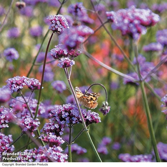 Verbena bonariensis 'Purple Elegance' - Seeds for Pollinators