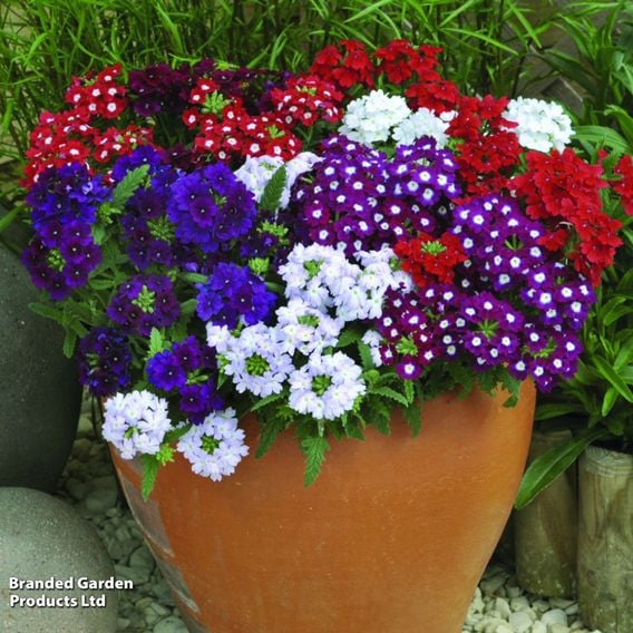 Verbena 'Quartz Mixed' F1