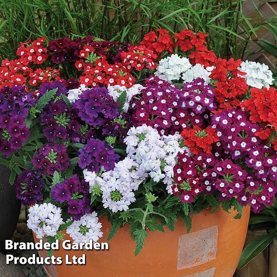 Verbena 'Quartz Mixed' F1 Hybrid