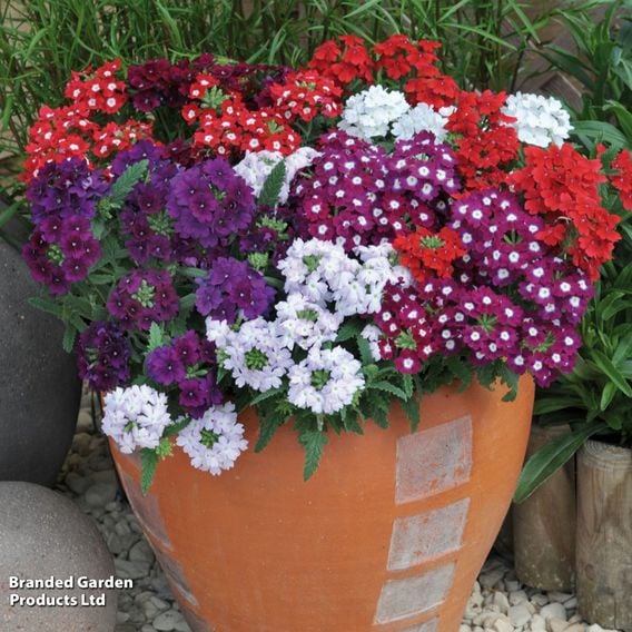 Verbena 'Quartz Mixed' F1
