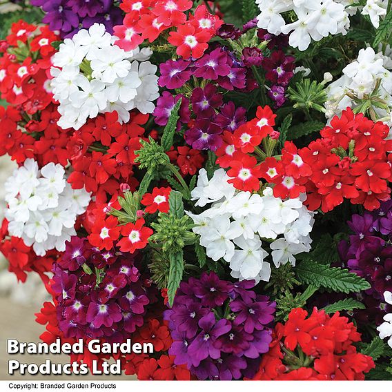 Verbena 'Quartz Mixed' F1 Hybrid