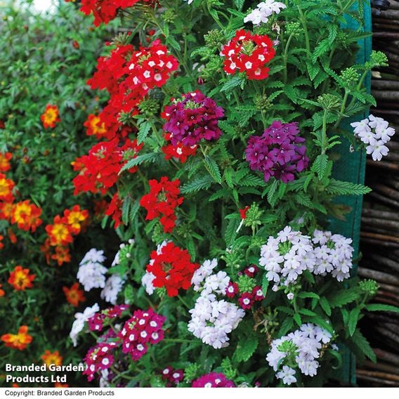 Verbena 'Quartz Mixed' F1