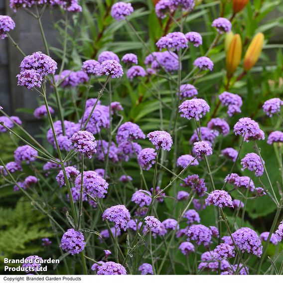 Verbena bonariensis 'Royal Dreams'