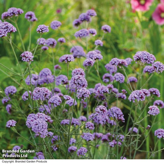 Verbena bonariensis 'Royal Dreams'