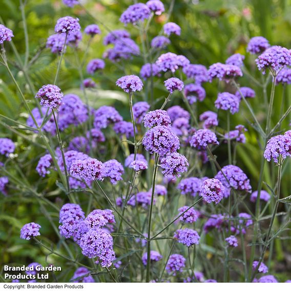 Verbena bonariensis 'Royal Dreams'