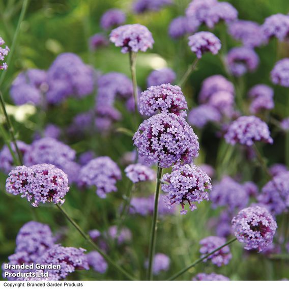 Verbena bonariensis 'Royal Dreams'