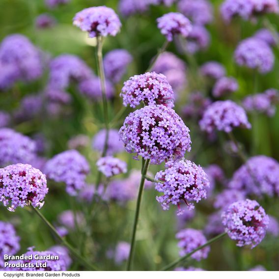 Verbena bonariensis 'Royal Dreams'