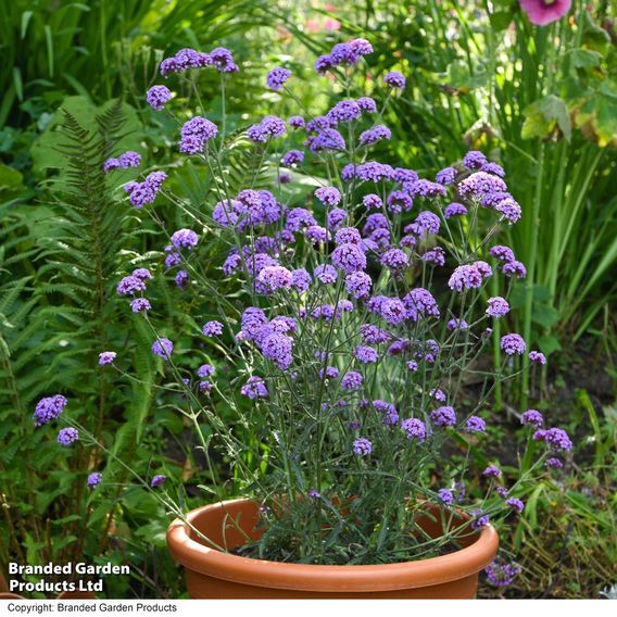 Verbena bonariensis 'Royal Dreams'