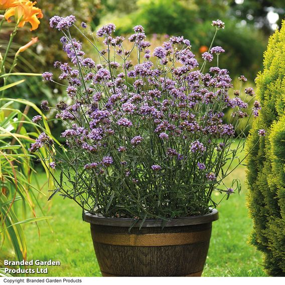 Verbena bonariensis 'Royal Dreams'
