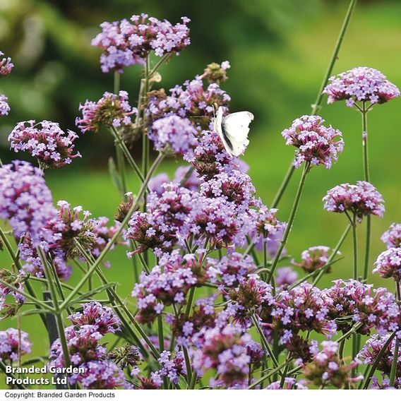 Verbena bonariensis 'Royal Dreams'