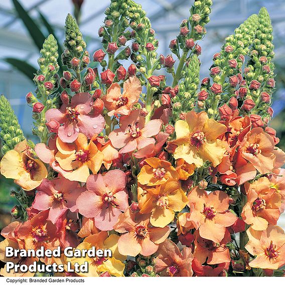 Verbascum x hybrida 'Southern Charm'