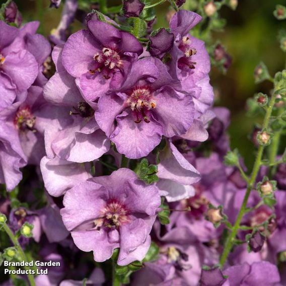 Verbascum 'Sugar Plum'