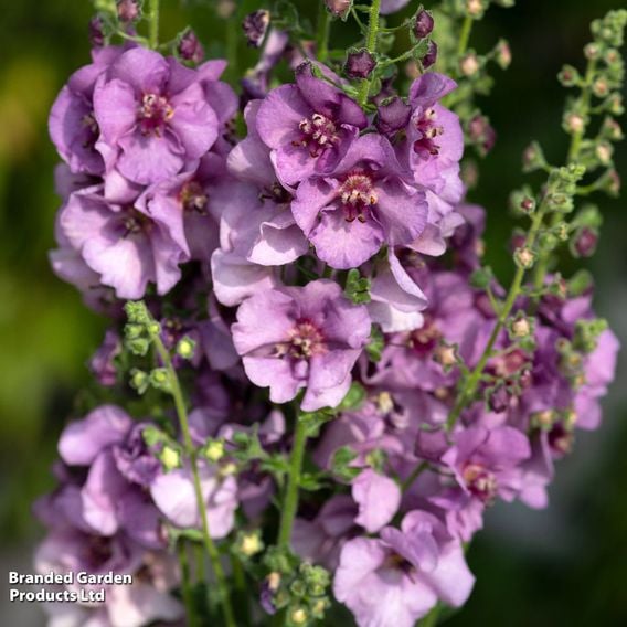 Verbascum 'Sugar Plum'