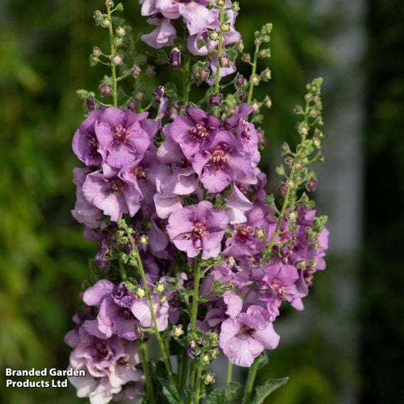 Verbascum 'Sugar Plum'