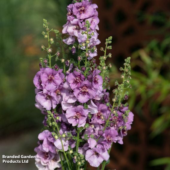 Verbascum 'Sugar Plum'