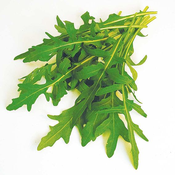 Rocket 'Wild' - Seeds