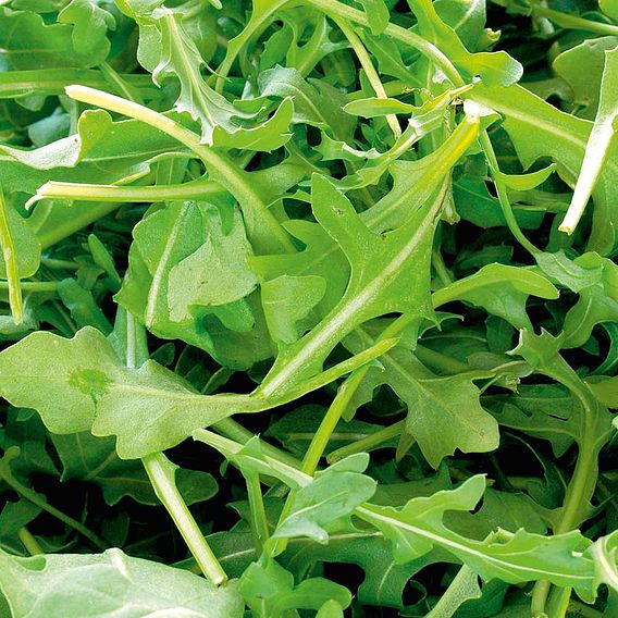 Rocket 'Wild' - Seeds