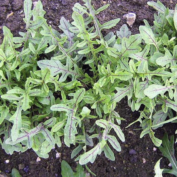 Leaf Salad Seeds - Wild Dragons Tongue