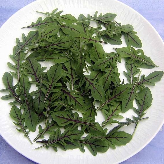 Leaf Salad 'Wild Dragons Tongue' - Seeds