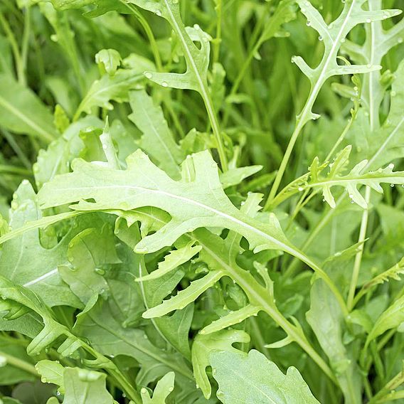 Rocket - Seeds