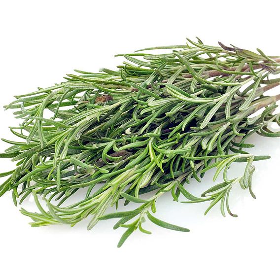 Herb Seed - Rosemary