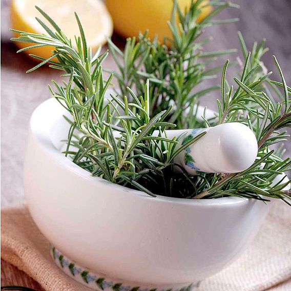 Rosemary - Herb Seeds