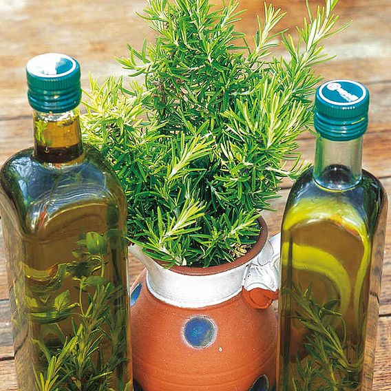 Rosemary - Herb Seeds