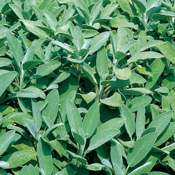 Sage Herb - Seeds
