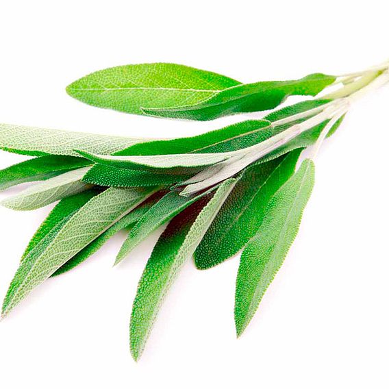 Sage Herb - Seeds
