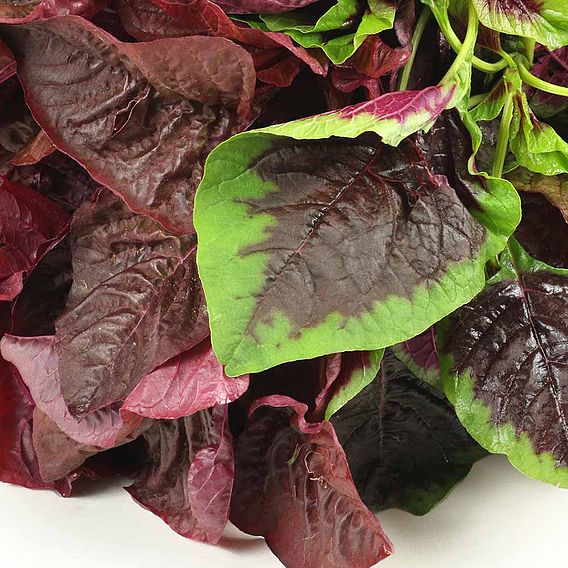 Salad Leaves 'Andean Superfood Mix' - Seeds