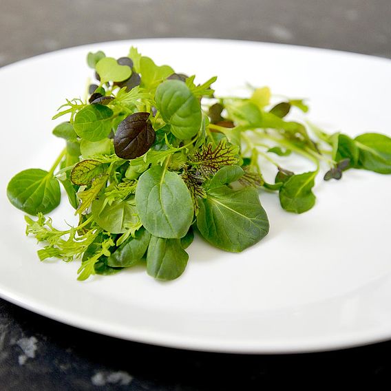 Salad Leaves 'Oriental Wonders Mix' - Seeds