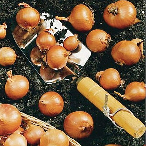 Shallot Bulbs - Red Sun