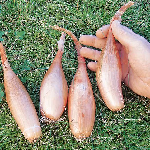 Shallot Banana 'Zebrune' - Seeds