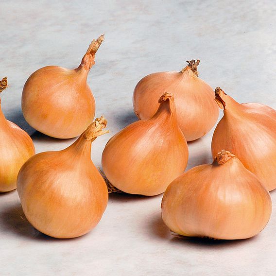 Bumper Autumn Planting Collection - Onion/Shallot/Garlic