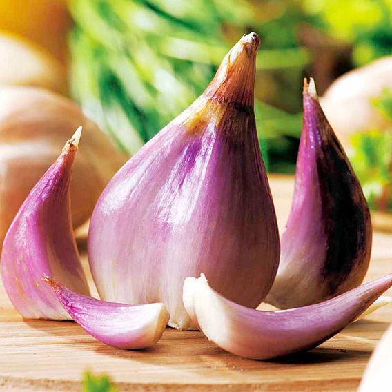 Shallot 'Griselle' (Autumn)