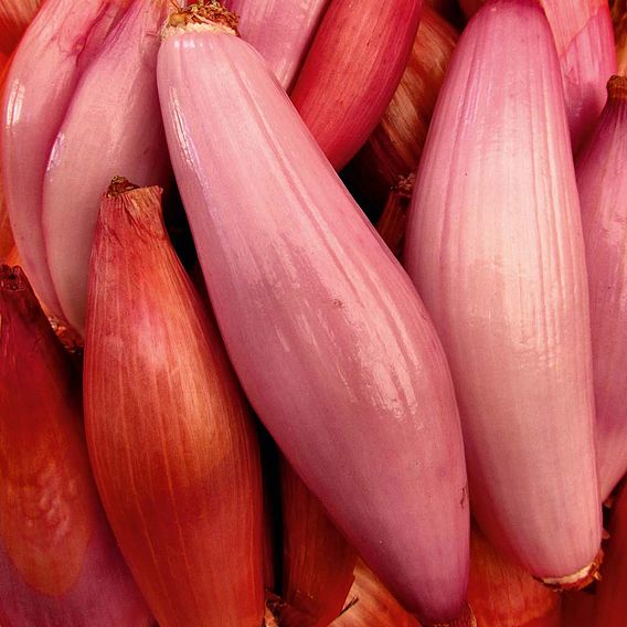 Shallot (Banana) 'Simiane' - Seeds