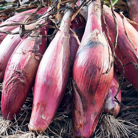 Shallot (Banana) 'Simiane' - Seeds