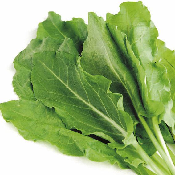 Sorrel - Herb Seeds