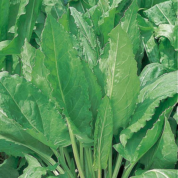 Sorrel - Herb Seeds