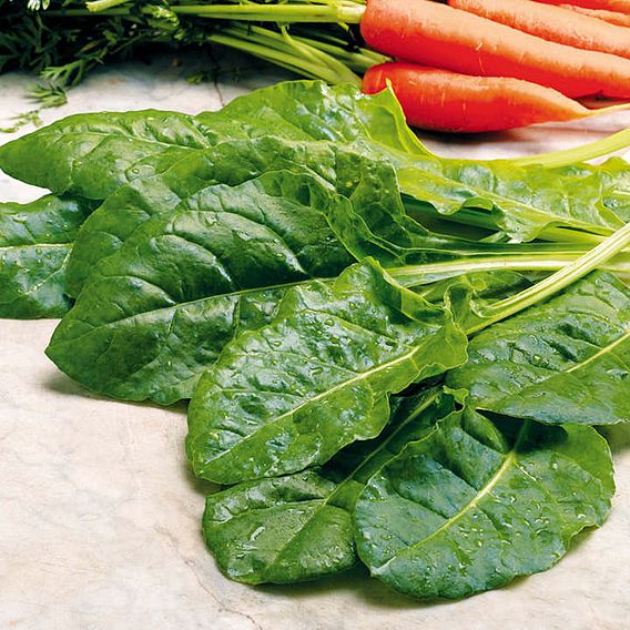 Spinach 'Perpetual Spinach' - Seeds