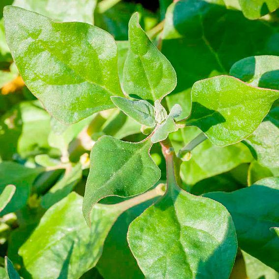 Spinach Seeds - New Zealand