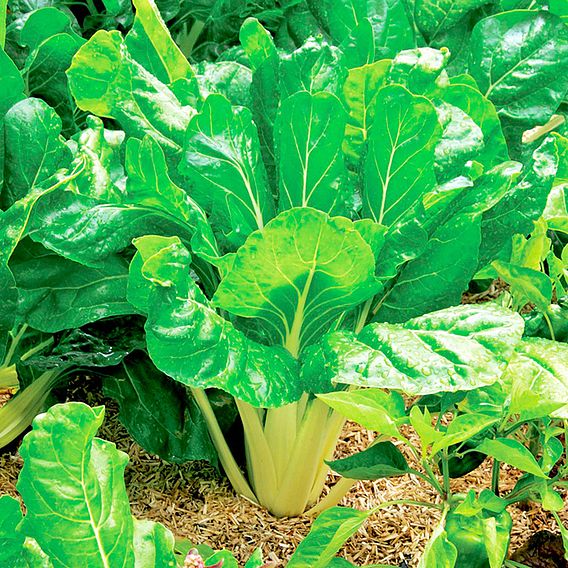 Leaf Beet Plants - Perpetual Spinach