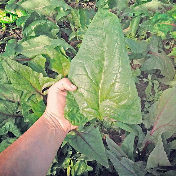 Spinach 'Gigante d'Inverno' - Seeds