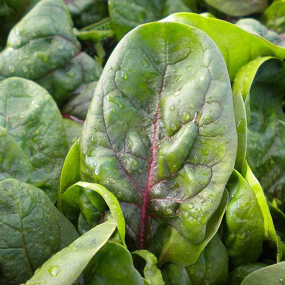 Spinach F1 'Rubino' - Seeds