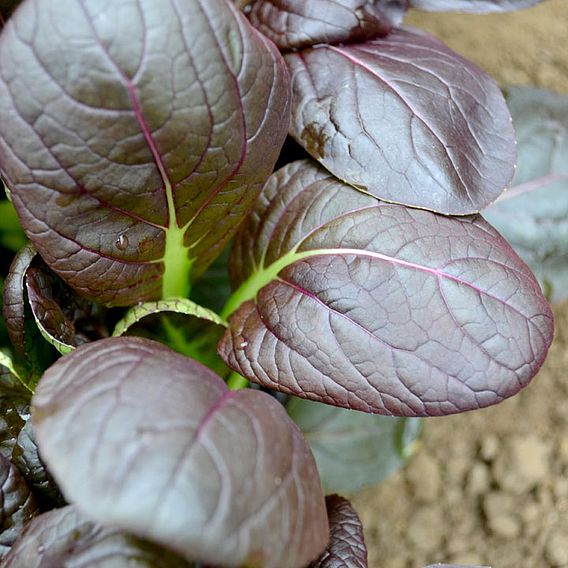 Spinach Seeds - F1 Comred