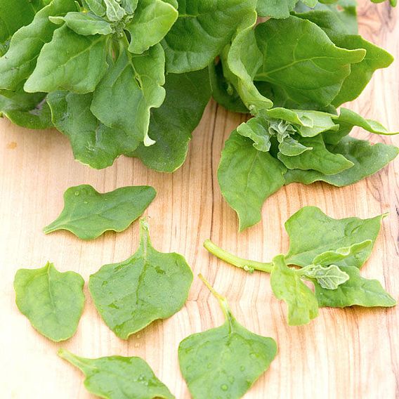 Spinach Seeds - New Zealand
