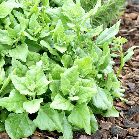 Spinach Seeds - New Zealand